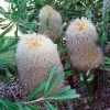 banksia baueri teddy bear banksia