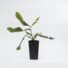 banksia baveri