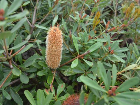 banksia paludosa little pal cone flower close up