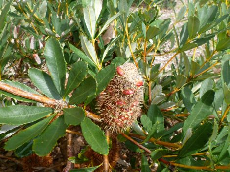 banksia paludosa little pal cone seed close up