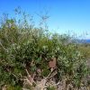 banksia baueri teddy bear banksia 2