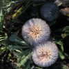 banksia baueri teddy bear banksia 5
