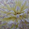 banksia baueri teddy bear banksia 6