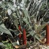 banksia petiolaris 1