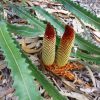 banksia petiolaris 2