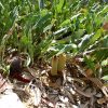 banksia petiolaris 3