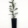 banksia praemorsa 1