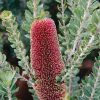 banksia praemorsa 2