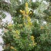 banksia praemorsa 3