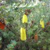 banksia praemorsa 4