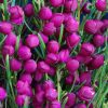 boronia plum bells 1