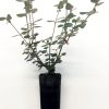 correa  canberra bells native fuchsia 1
