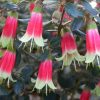 correa  canberra bells native fuchsia 2