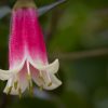 correa  canberra bells native fuchsia 3