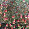 correa  canberra bells native fuchsia 4