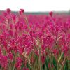 anigozanthos bush pearl 1
