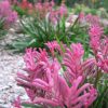 anigozanthos bush pearl 2