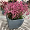 anigozanthos bush pearl 3