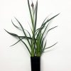 anigozanthos bush pearl 4