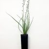bulbine lily bulbine bulbosa 1