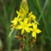 bulbine lily bulbine bulbosa 2