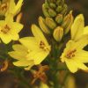 bulbine lily bulbine bulbosa 3