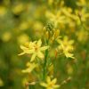 bulbine lily bulbine bulbosa 4