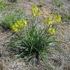 bulbine lily bulbine bulbosa 5