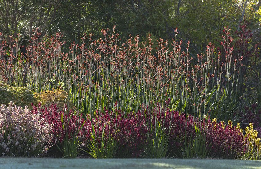 Forever Fascinating Kangaroo Paw Native Plant Project forever-fascinating-kangaroo-paw-native-plant-project