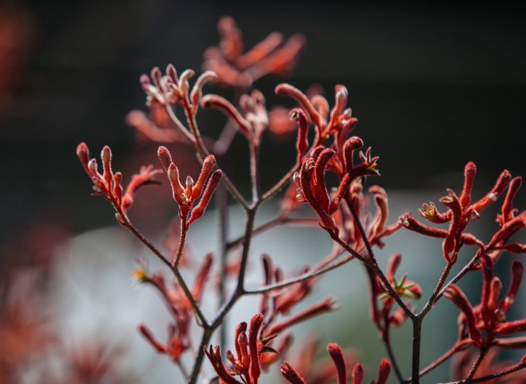kangaroo paw red