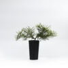 Banksia Coastal Cushions