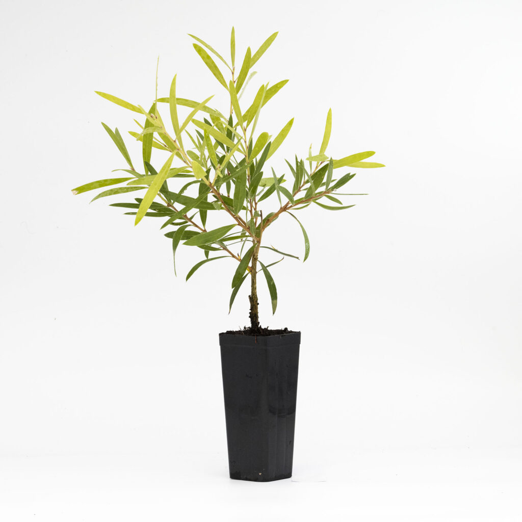 Bottlebrush Callistemon ‘Kings Park Special’ Native Plant Project