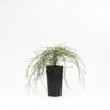 Casuarina Cousin Itt