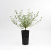 Coastal Rosemary Westringia fruiticosa Jervis Gem