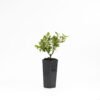 Correa Dusky Bells
