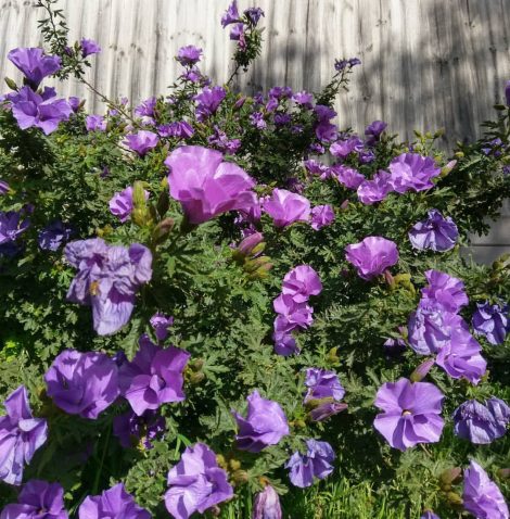 alyogyne huegelii west coast gem native hibiscus1