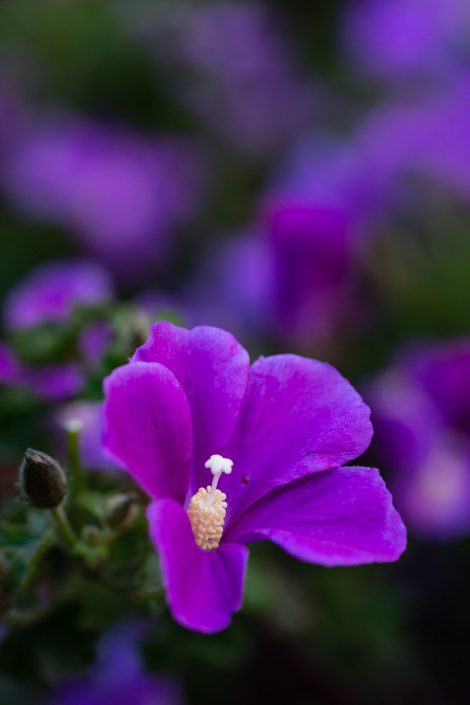alyogyne huegelii west coast gem native hibiscus3