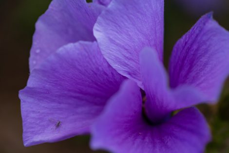 alyogyne huegelii west coast gem native hibiscus4