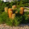 banksia spinulosa coastal cushion