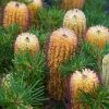 banksia spinulosa coastal cushion1