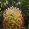 banksia spinulosa coastal cushion3