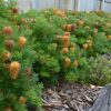 banksia spinulosa coastal cushion4