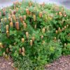 banksia spinulosa coastal cushion5