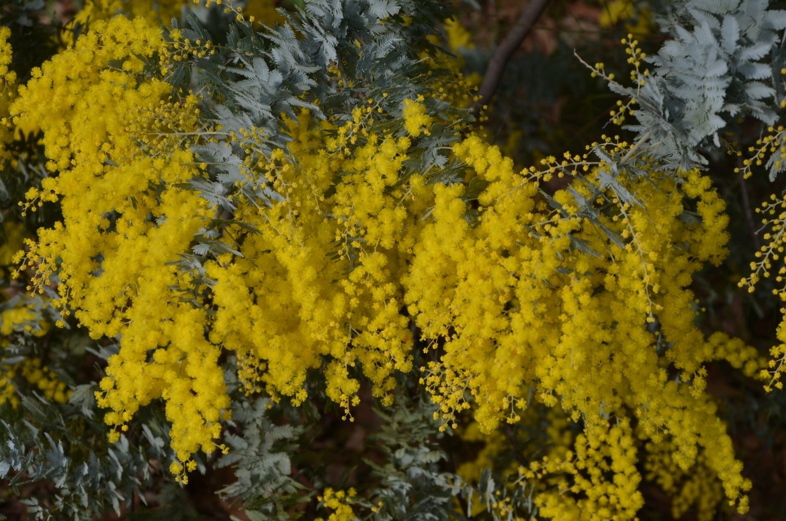 Cootamundra Wattle Acacia baileyana Native Plant Project