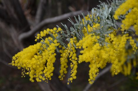 banksia spinulosa honey pots2