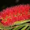 callistemon kings park special 2