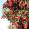 callistemon kings park special 4
