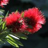 callistemon little john 2