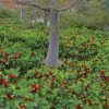 callistemon little john 3