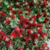 callistemon little john 4